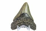 Fossil Megalodon Tooth - North Carolina #153093-1